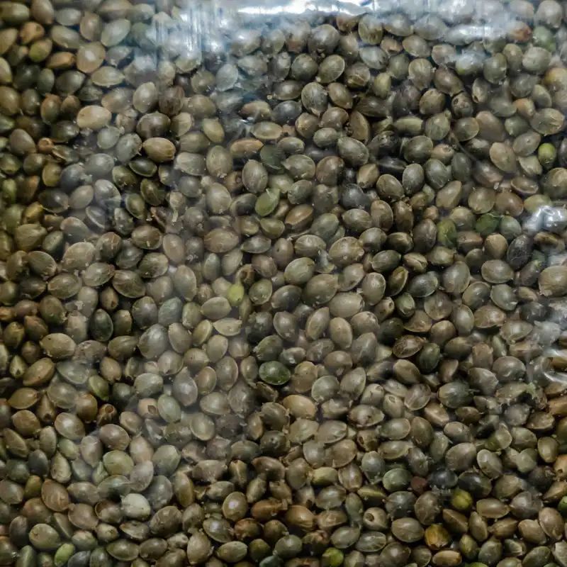 Bhaang(half kg)