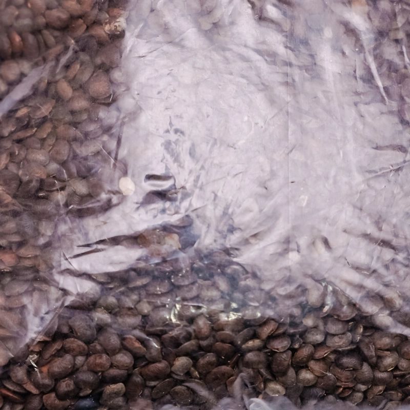 Gahat(500gm)
